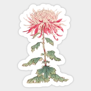 Pink Chrysanthemum 5 - Hasegawa - Traditional Japanese style - Botanical Illustration Sticker